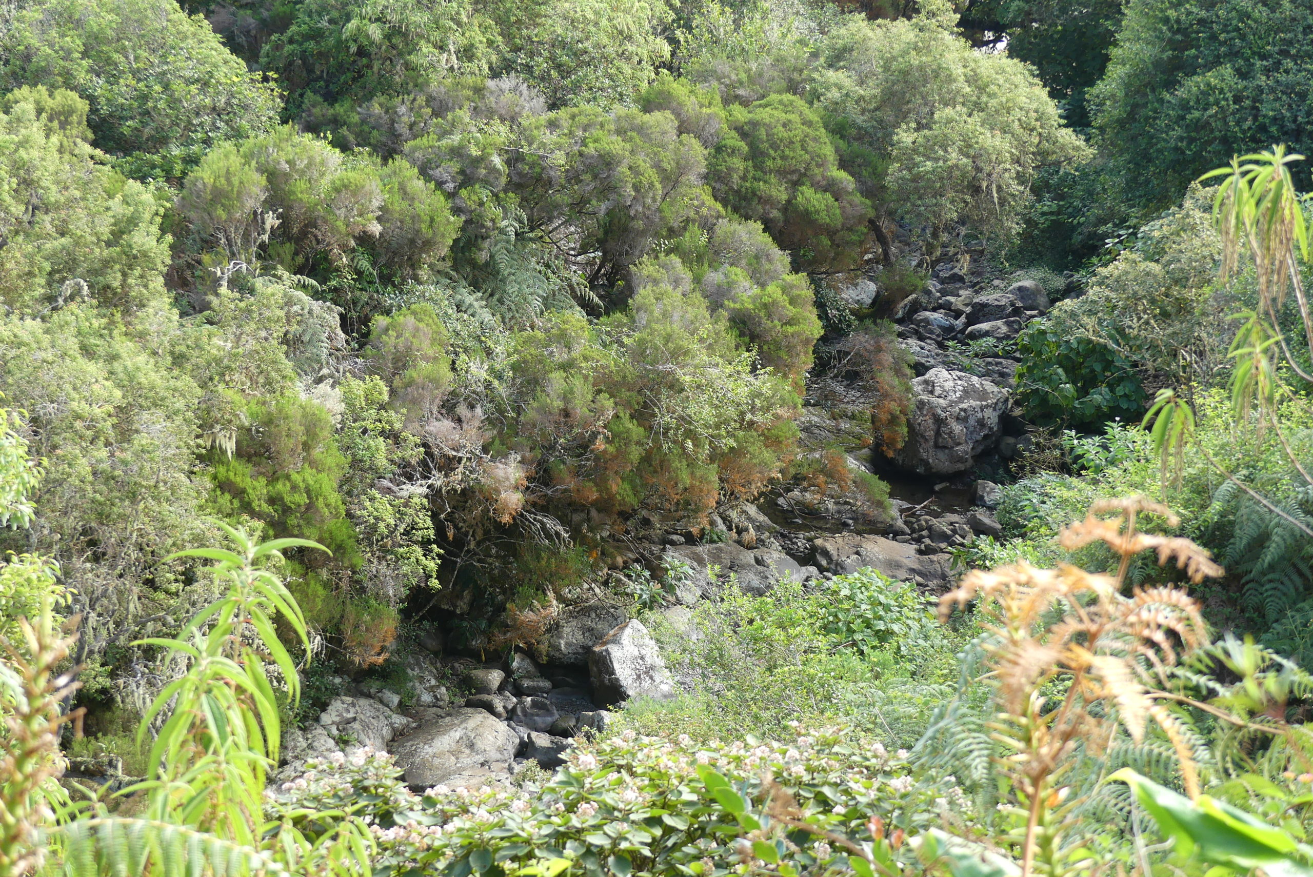 Ravine Bras de Jeanne